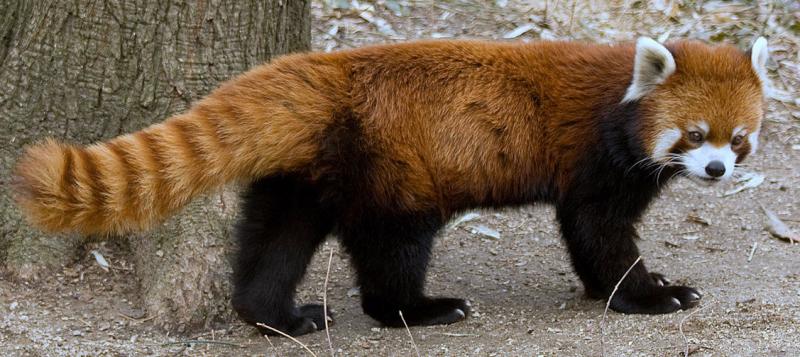 Red panda